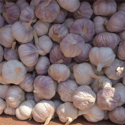 20 kg liela apjoma ķiploku